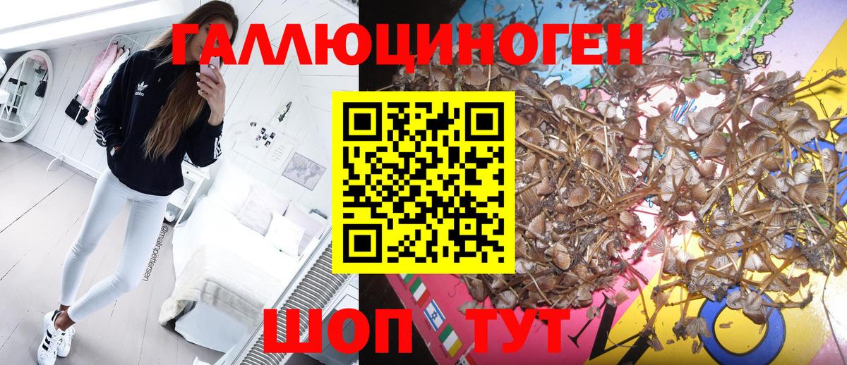 Псилоцибиновые грибы Psilocybe Подольск